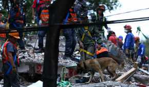 Uno de los perros que ayuda a salvar vidas de damnificados por el sismo