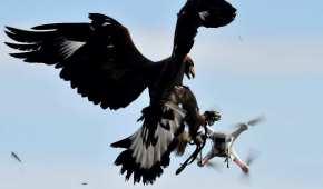 Un águila entrenada por el ejército francés derriba a un dron durante un ejercicio