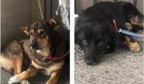 Dos de los perros que se perdieron durante el sismo