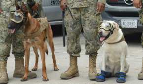 Evil y Frida son algunos de los perros rescatistas que han brillado luego del sismo del #19S
