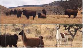 En los ranchos de César Duarte no solo había vacas y toros