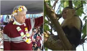Tatiana subió una parodia de las encuestas electorales rumbo a la Presidencia... y sí, sale el mono capuchino