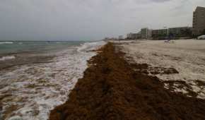 La llegada de sargazo a playas del Caribe se ha registrado por encima del promedio