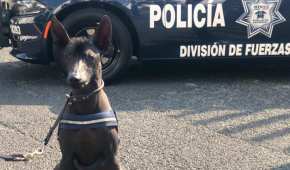 Este perro de raza Xoloitzcuintle es el único de su tipo en las filas de la Unidad Canina de la Policía Federal