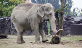 Esta elefanta perteneció a un circo antes de llegar al zoológico