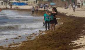 El sargazo que afecta las playas de Quintana Roo