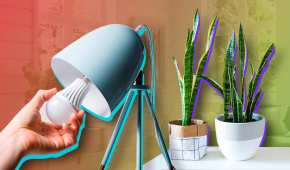 Cambiar focos por iluminación led y poner plantas adecuadas, te ayudarán a que tu hogar esté más fresco