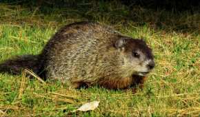 La plaga medieval continúa vigente en la actualidad por el consumo de carne de marmota