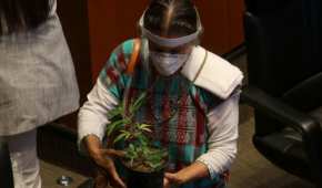La legisladora aseguró que la regulación de la marihuana debe ser un tema prioritario