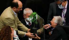 Emilio Álvarez Icaza regaló una planta de marihuana a la secretaria de Gobernación, Olga Sánchez Cordero
