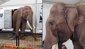 Este elefante trabajó durante 30 años en el Circo de los Hermanos Fuentes Gazca