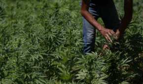 Nunca nos había pasado cosecharla y tenerla encostalada”, dice María, quien cultiva marihuana en Badiraguato, Sinaloa