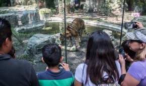 La renovación contempla la ampliación de varias zonas del zoológico