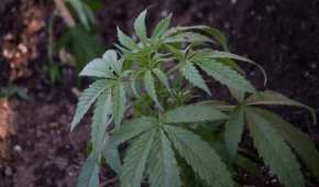 Con la resolución de la SCJN, ya no se necesitará un ampara para para autocultivar cannabis