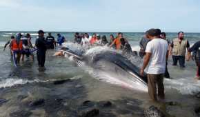 Decenas de habitantes y autoridades trabajaron en conjunto para rescatar a esta enorme ballena gris