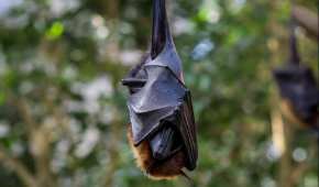 El temor a los murciélagos afecta de manera negativa a los programas para su conservación