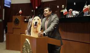 México se convierte en el tercer país de AL en prohibir el uso de animales en pruebas para productos cosméticos