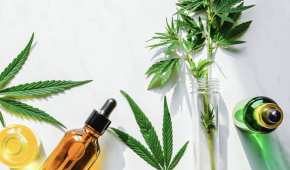 La decisión de la SCJN implica la siembra de la cannabis para crear productos de cáñamo