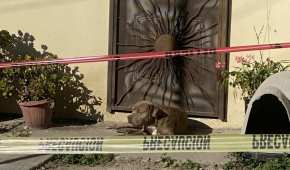 El perrito se hizo viral, tras el asesinato de la periodista, ya que esperaba a que volviera en la puerta de su casa