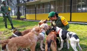 En el refugio se da atención veterinaria así como alimentación a los perros que llegan