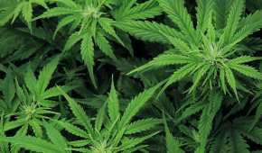 La Corte despenalizó la posesión de más de cinco gramos de marihuana