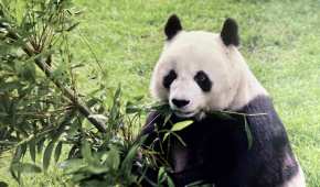 Fue una de las pandas gigantes que han alcanzado una de las mayores edades fuera de China