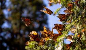 La población de monarcas en América del Norte ha disminuido entre un 22 y 72% en los últimos 10 años.