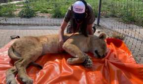 Llevaron más leones a Morelia donde los lastimados o bajos de peso se recuperarán