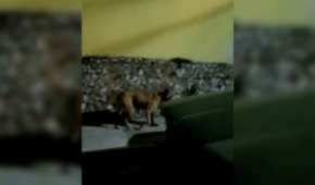 Un perrito fue grabado cuando llevaba en su hocico los restos que dejaron los sicarios