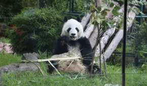 Han nacido ocho pandas en México, de los cuales cinco sobrevivieron hasta la edad adulta