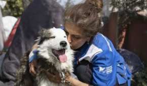 El un husky siberiano que resistió sin agua ni comida