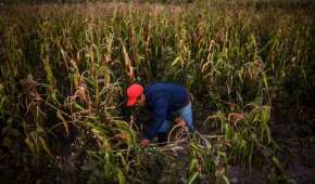 El gobierno mexicano se ha movido para limitar las importaciones y el uso de maíz transgénico estadounidense
