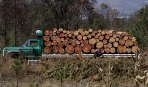 La diputada local no descartó que haya autoridades coludidas con la tala ilegal en la zona