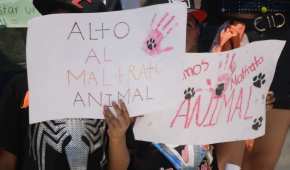 Los colectivos en Silao luchan por los derechos de los animales