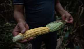 Sinaloa es el estado número uno en producción de maíz blanco