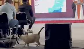 De acuerdo con información de los reporteros, el gatito se llama “Godzuki” o “Zeus”