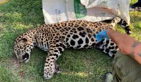 El jaguar presentaba colapso pulmonar