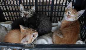 Se han infectado 29 gatitos y han tenido que sacrificar a 14