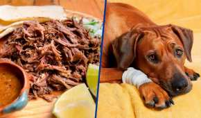 Según los expertos la carne de perro es más pegajosa que la de borrego