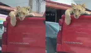 El felino iba en una camioneta con niños que lo iban acariciando
