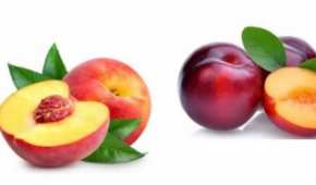 De acuerdo con la Cofepris, las frutas tienen una bacteria que causa listeriosis