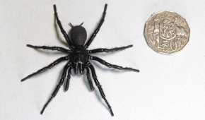 La araña medía 7,9 centímetros (3,1 pulgadas) de pata a pata