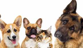 Se garantizará la gratuidad en servicios de esterilización de mascotas