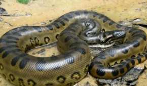 Las anacondas verdes pueden pesar más de 200 kilogramos, pero no son venenosas