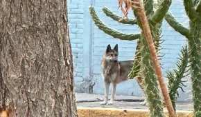 Desde el pasado fin de semana circuló la noticia acerca de que un lobo había escapado