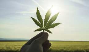 El gobierno planea prohibir la promoción o el patrocinio del cannabis