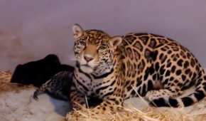En redes sociales se compartió la llegada de tres ejemplares de jaguar