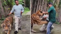 VIDEO: Tigre ataca a turista en parque temático de Phuket, Tailandia