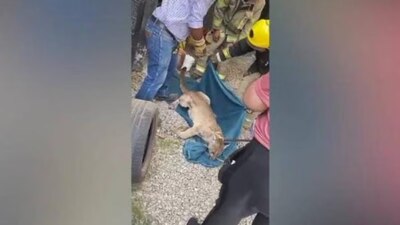 Los dueños de la cervecería encontraron al puma dentro de su negocio