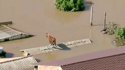 Un caballo fue rescatado y adoptado luego del desastre natural